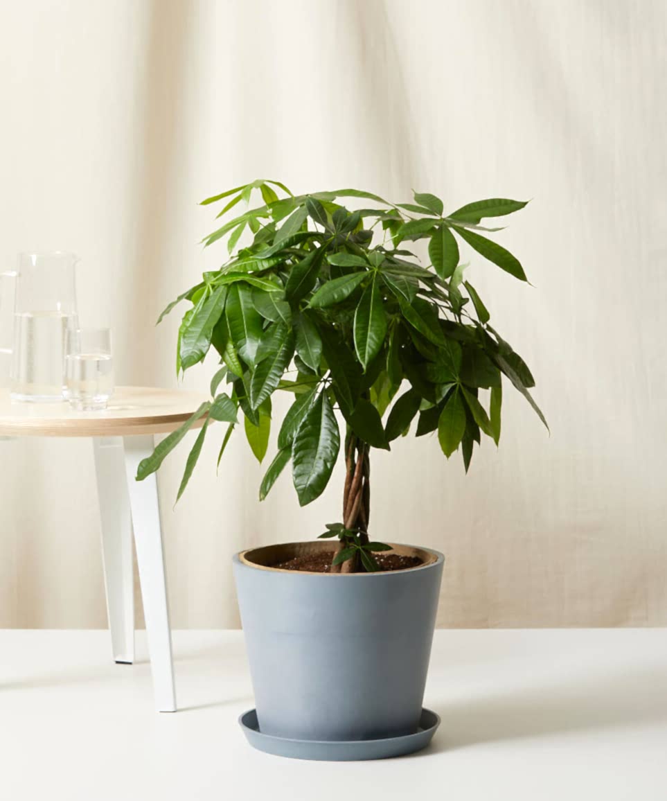 Money Tree