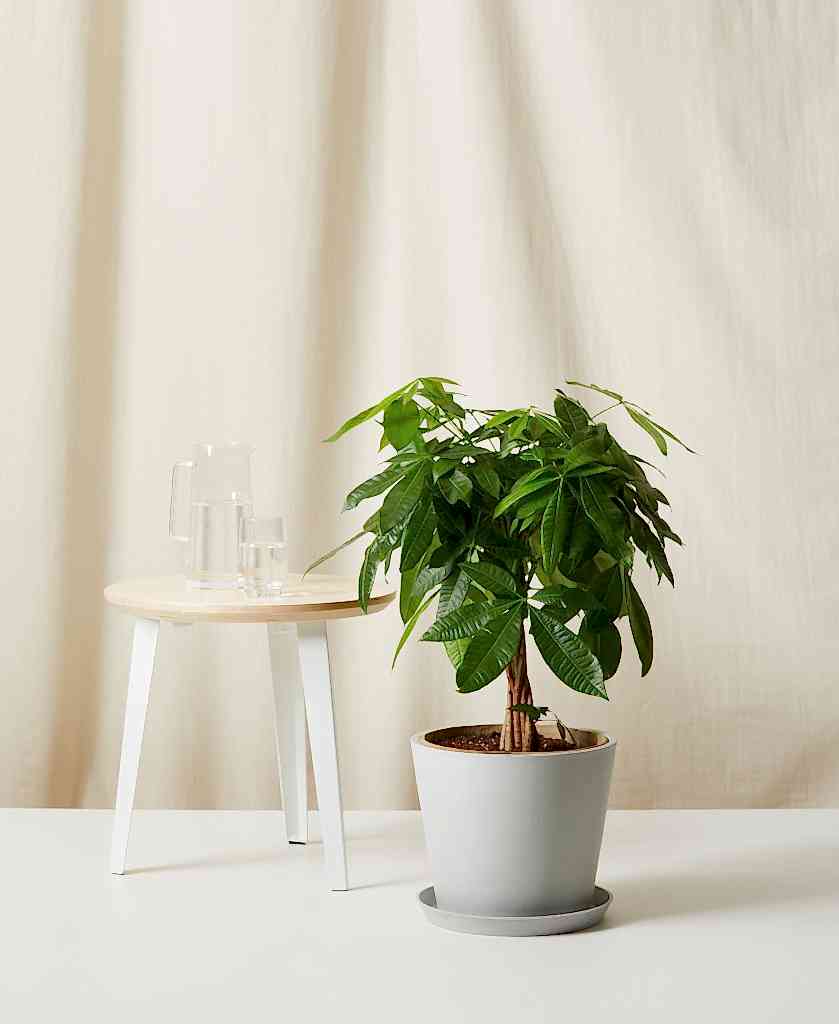 Bloomscape Large Money Tree potted in Stone Ecopot.