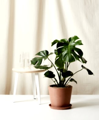 Buy Bloomscape Potted Monstera