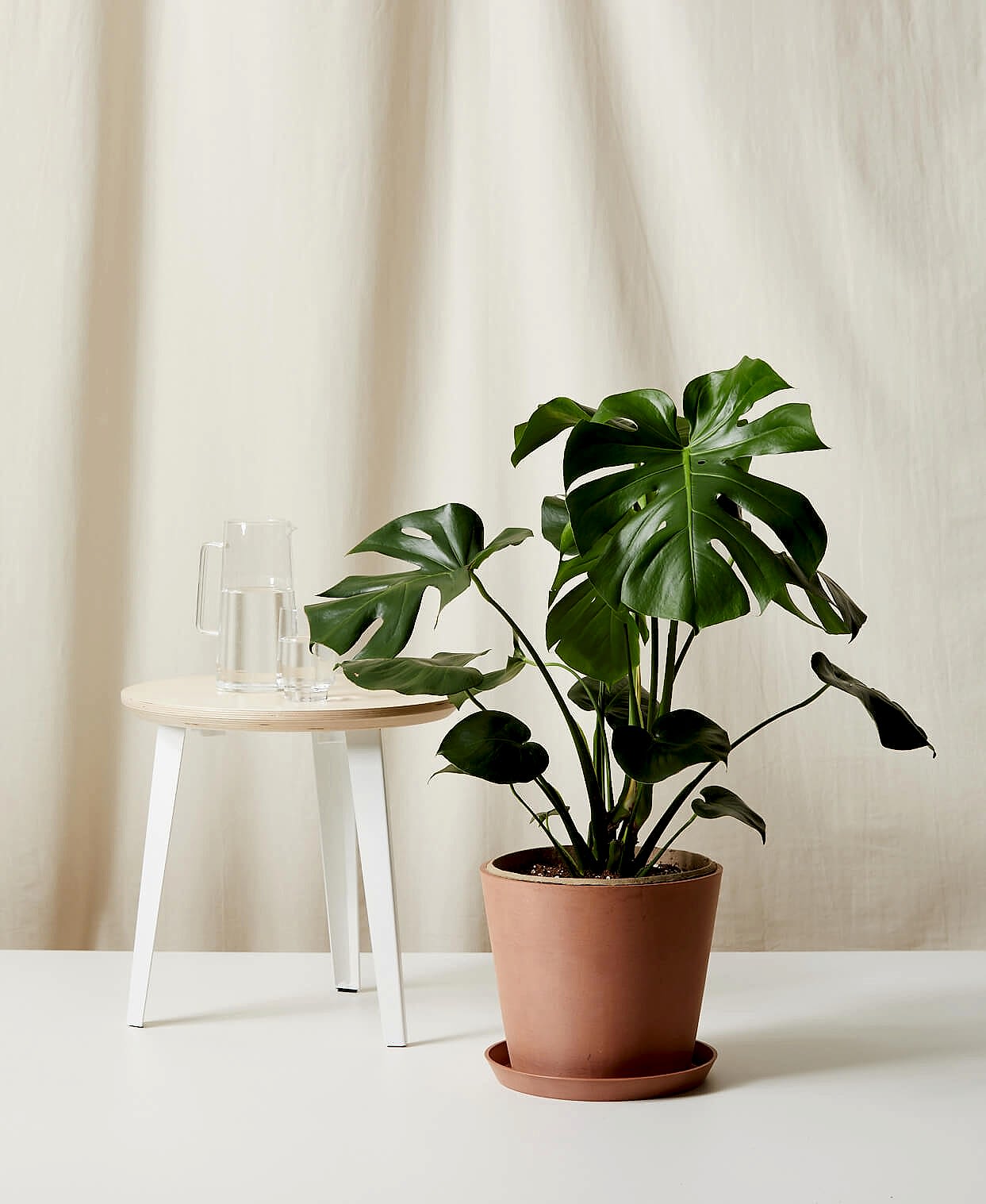 Monstera Deliciosa