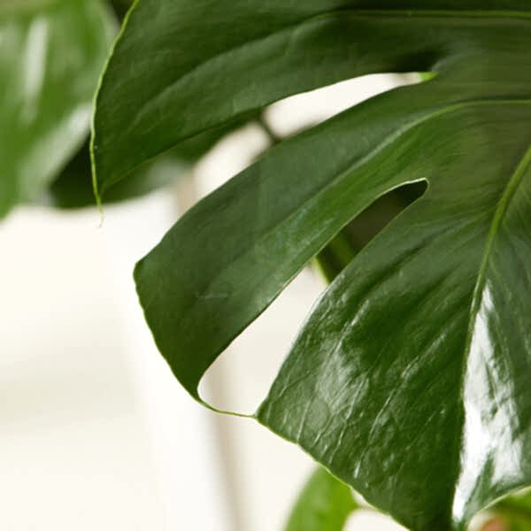 Monstera Care