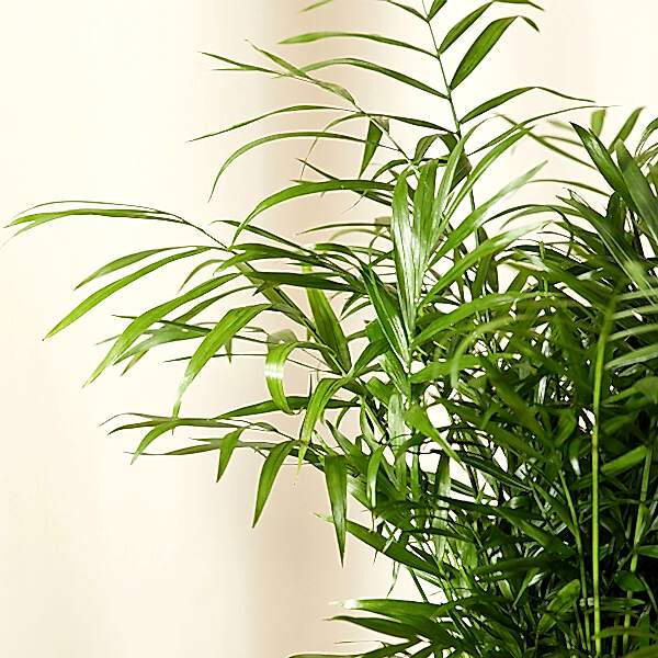 Palm Care