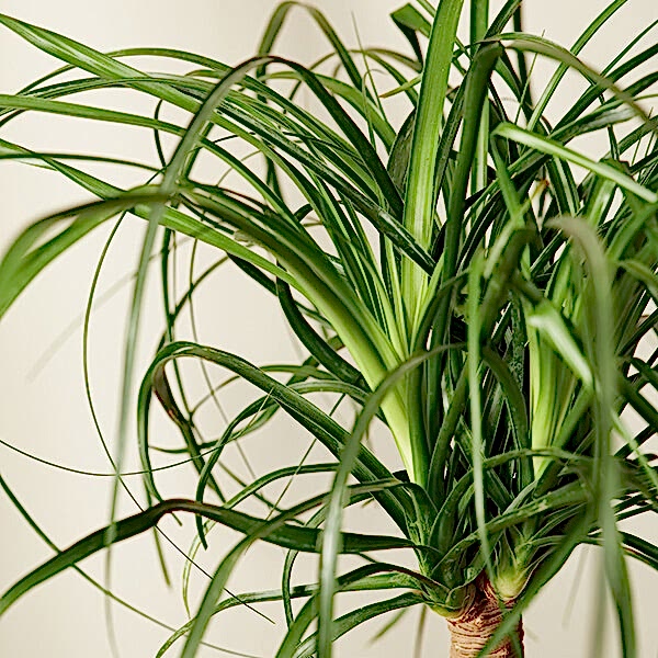Ponytail Palm Care