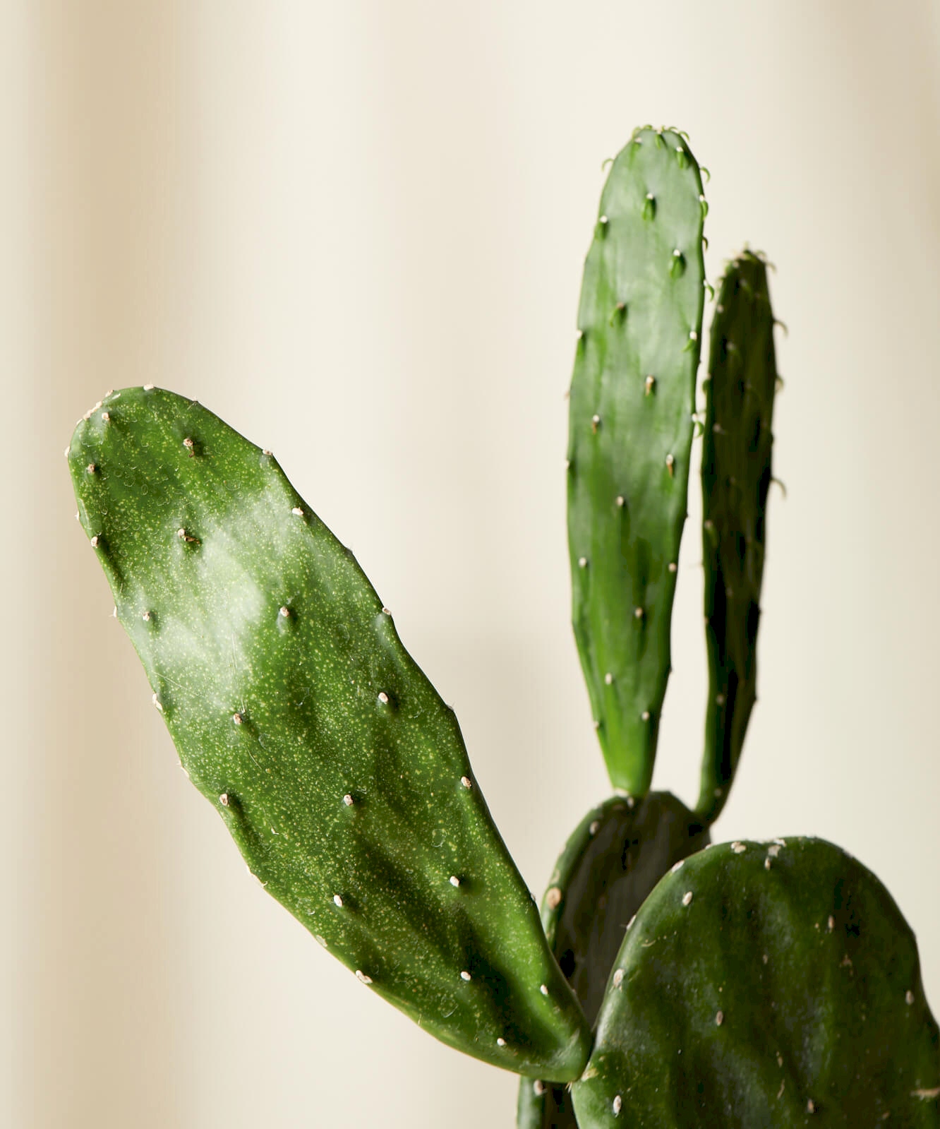 Buy Bloomscape Potted Prickly Pear Cactus