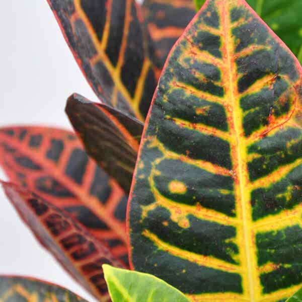 Croton Care