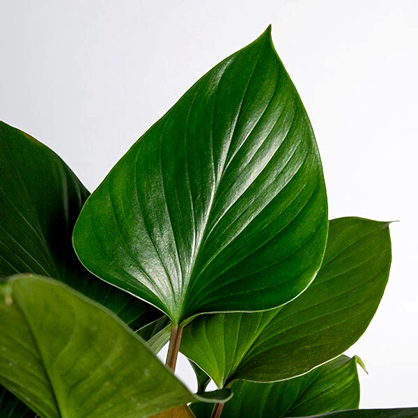 Homalomena Care