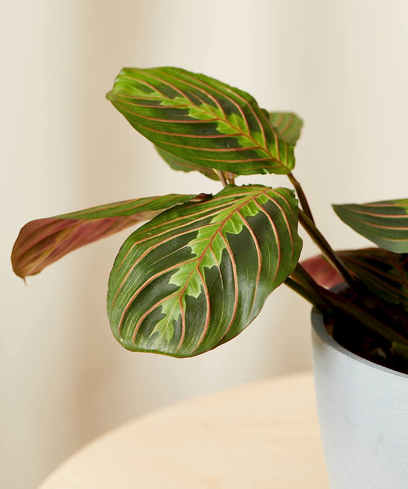 Buy Bloomscape Potted Red Prayer Plant