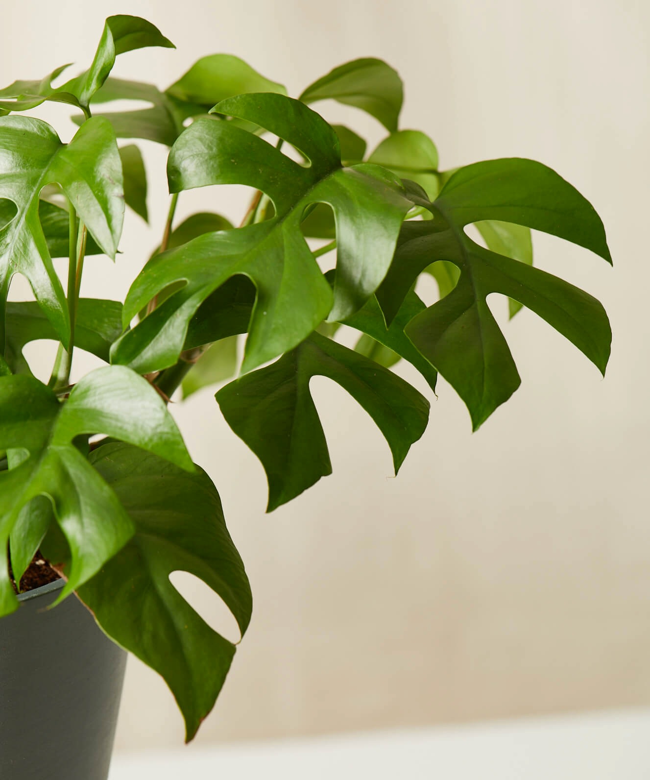 Rhaphidophora Care