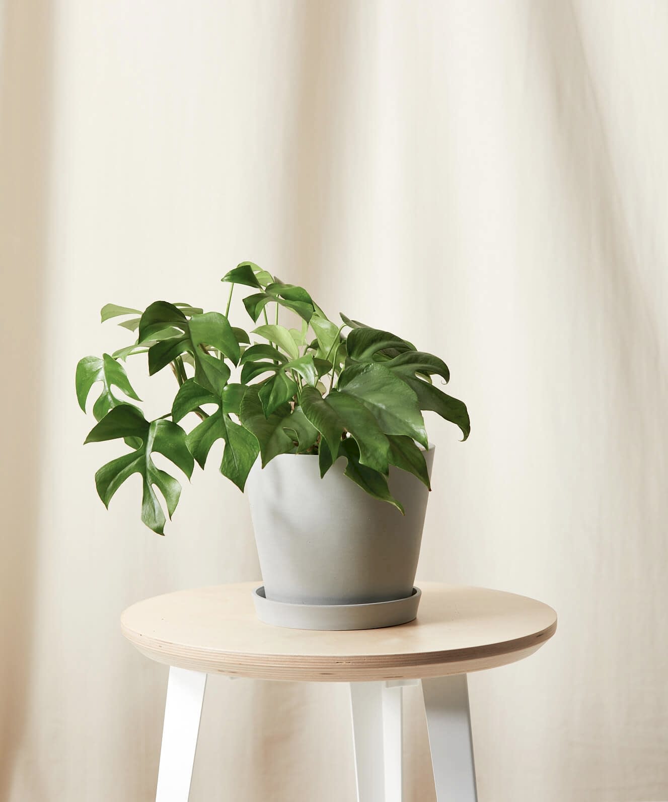 plant image