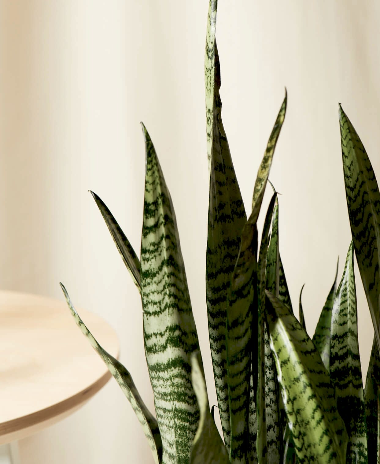 Buy Bloomscape Potted Sansevieria