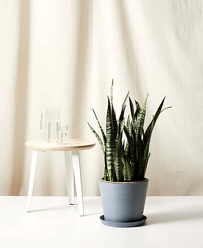 Buy Bloomscape Potted Sansevieria
