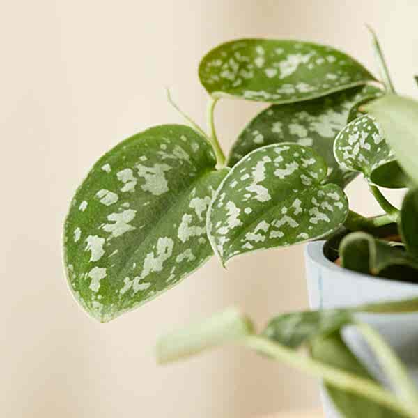 Pothos Care