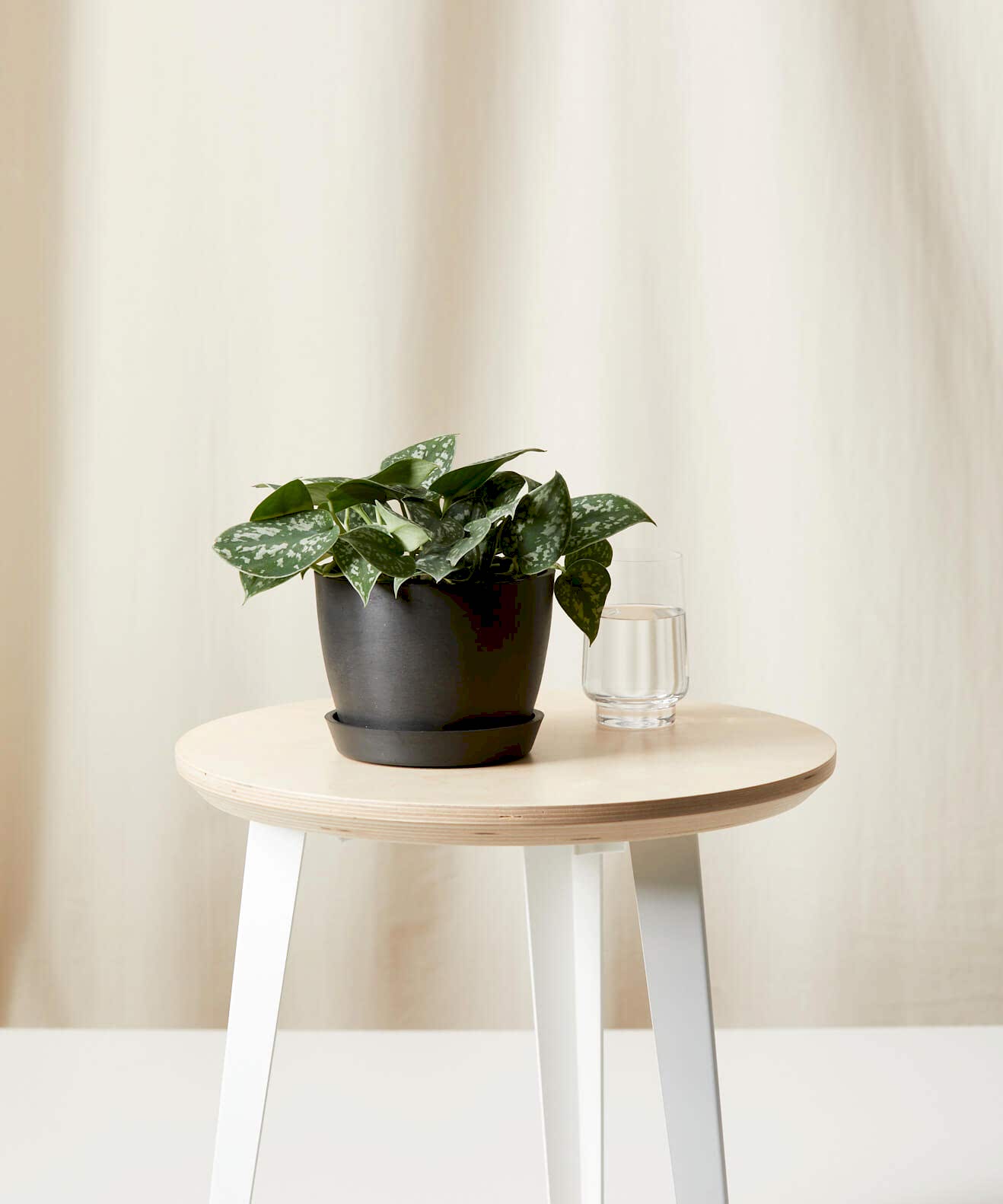 Silver Pothos