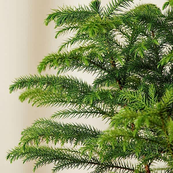 Norfolk Pine Care