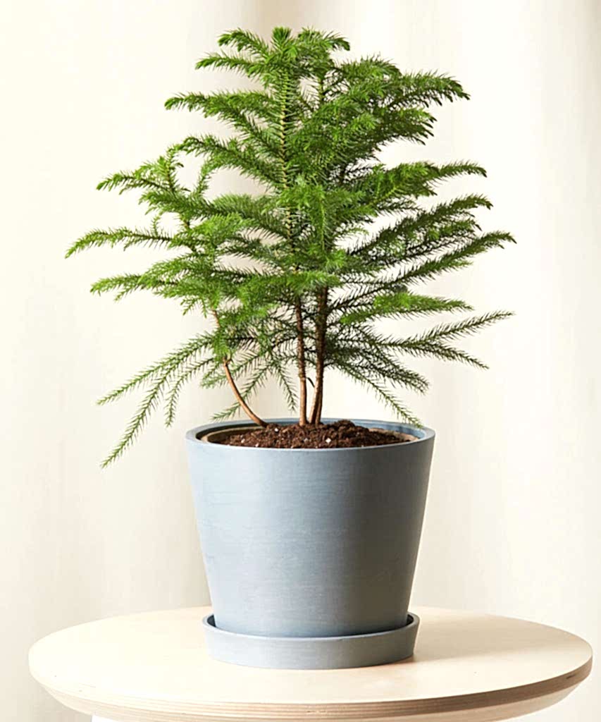 Buy Bloomscape Potted Tabletop Norfolk Pine