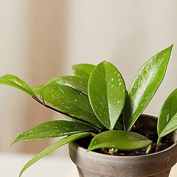 Hoya