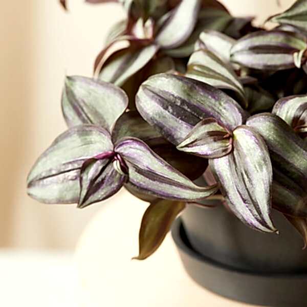 Tradescantia Care