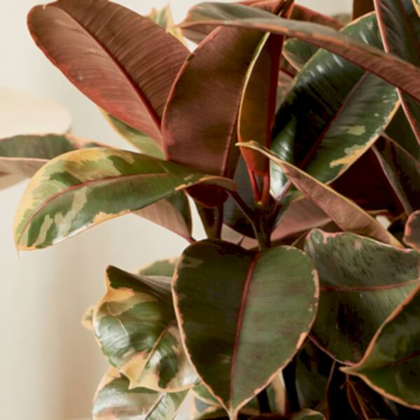 Ficus Care
