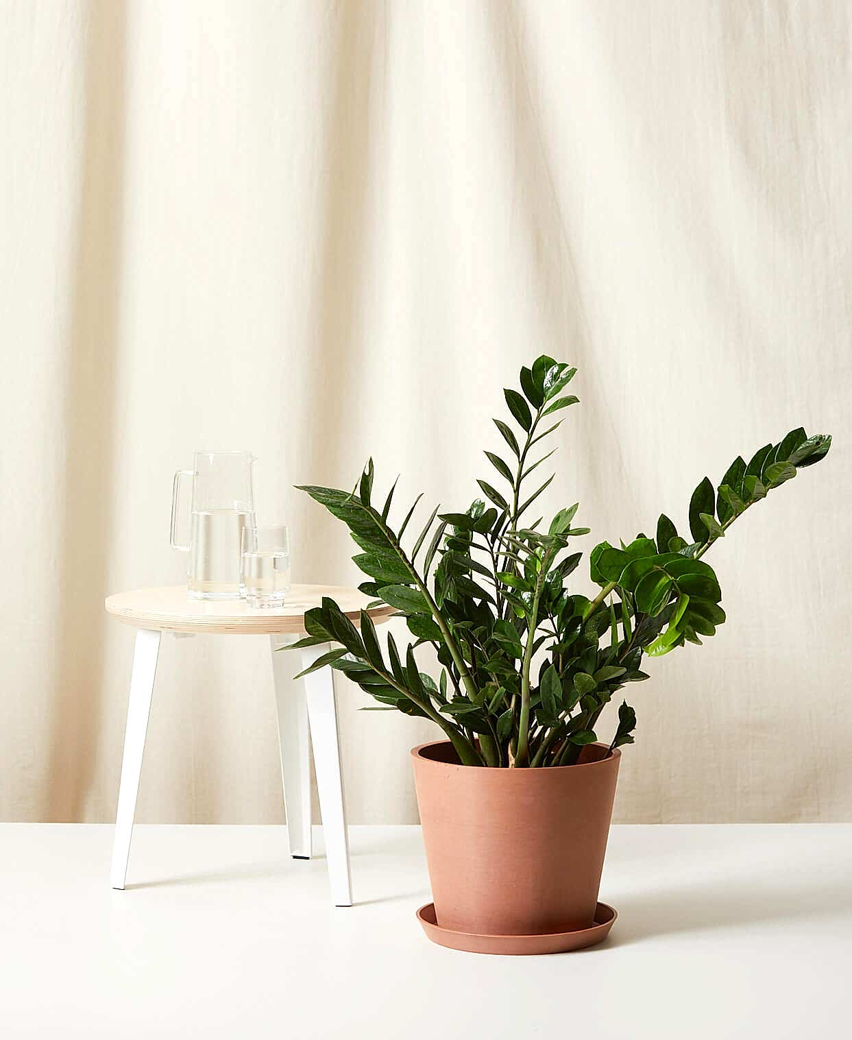 ZZ Plant