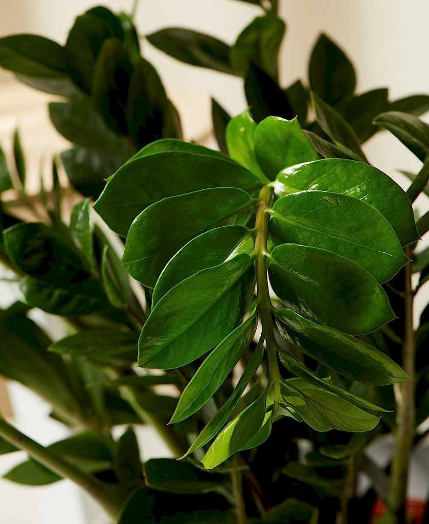 Buy Bloomscape Potted ZZ Plant