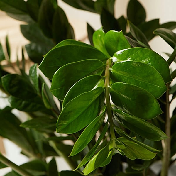 ZZ Plant Care