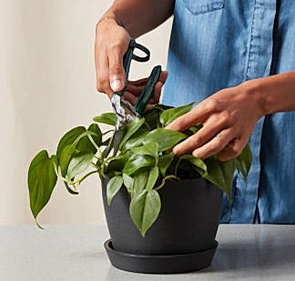 Buy Bloomscape Houseplant Snips