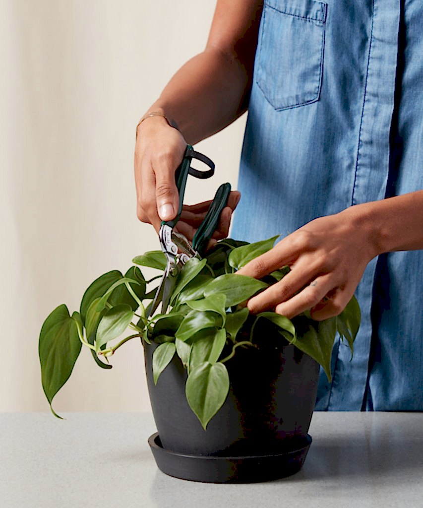 Buy Bloomscape Houseplant Snips