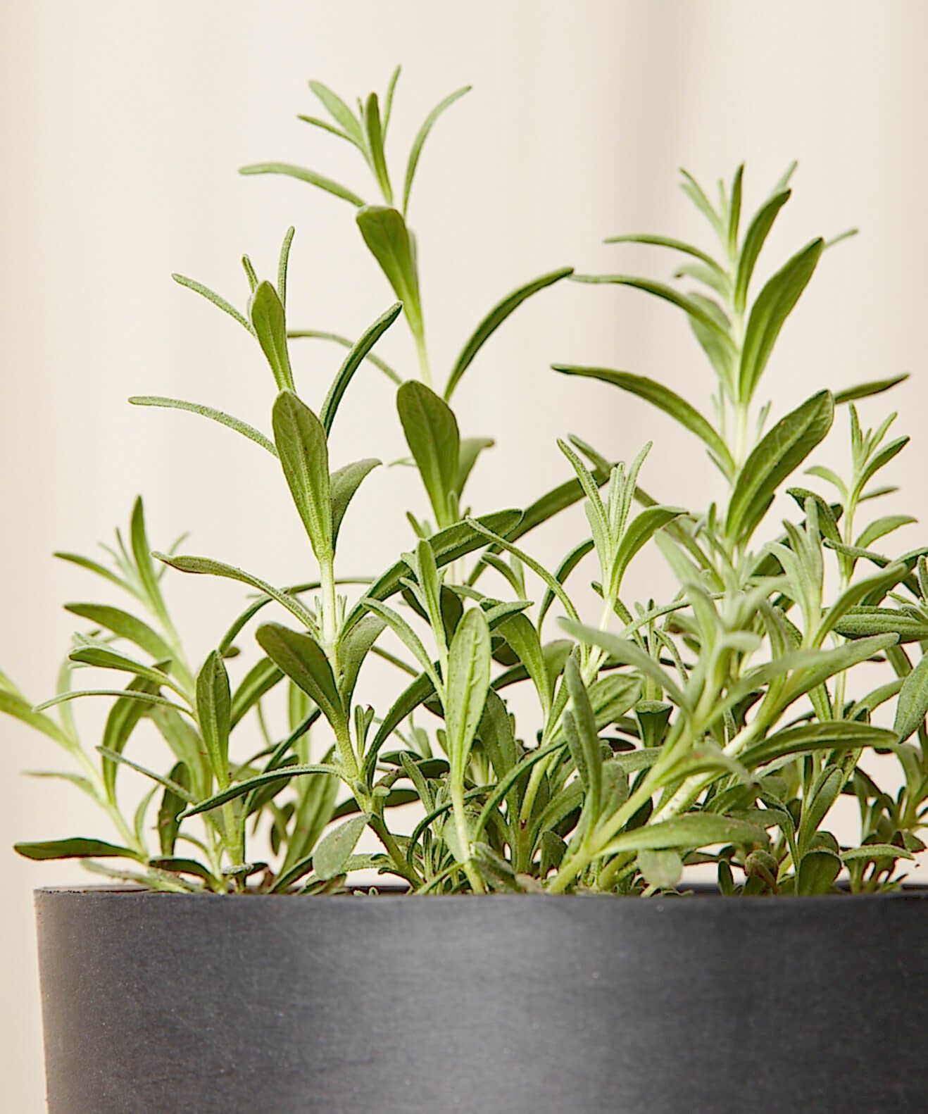 plant image