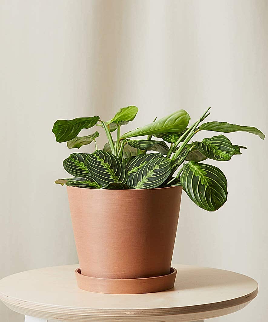 Buy Bloomscape Potted Neon Prayer Plant