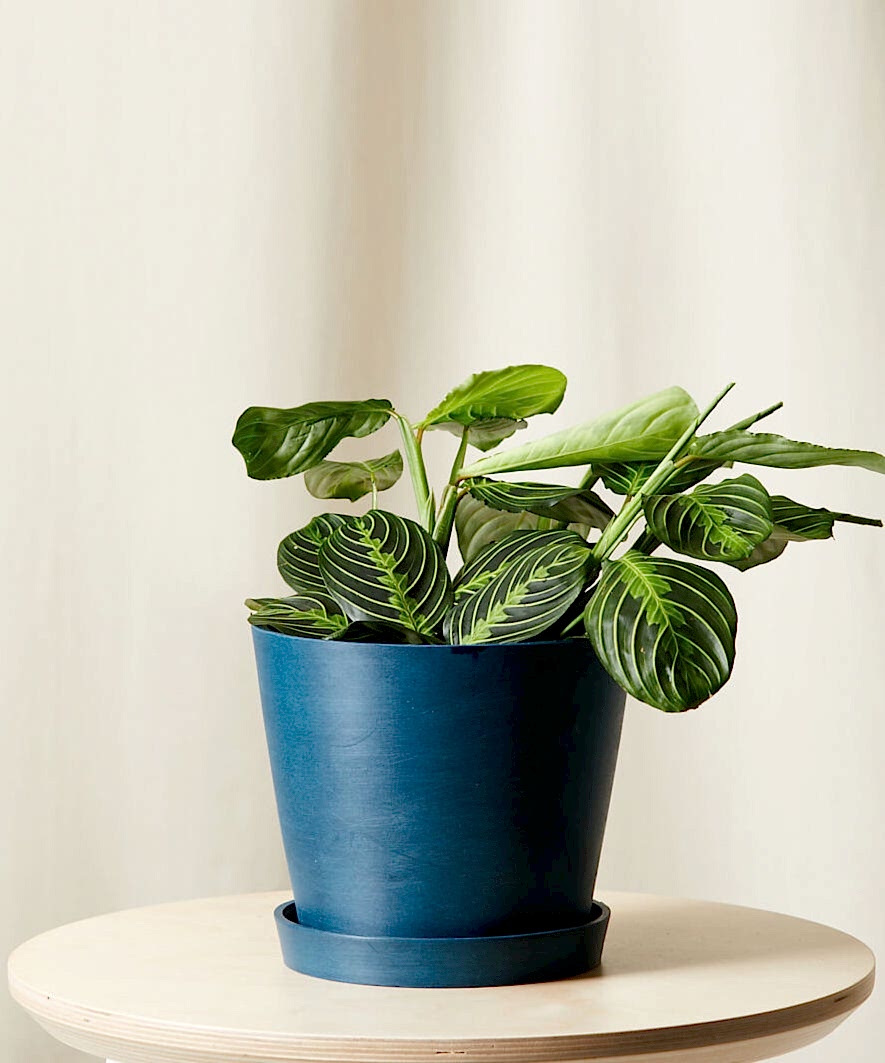 Buy Bloomscape Potted Neon Prayer Plant