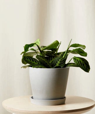 Buy Bloomscape Potted Neon Prayer Plant