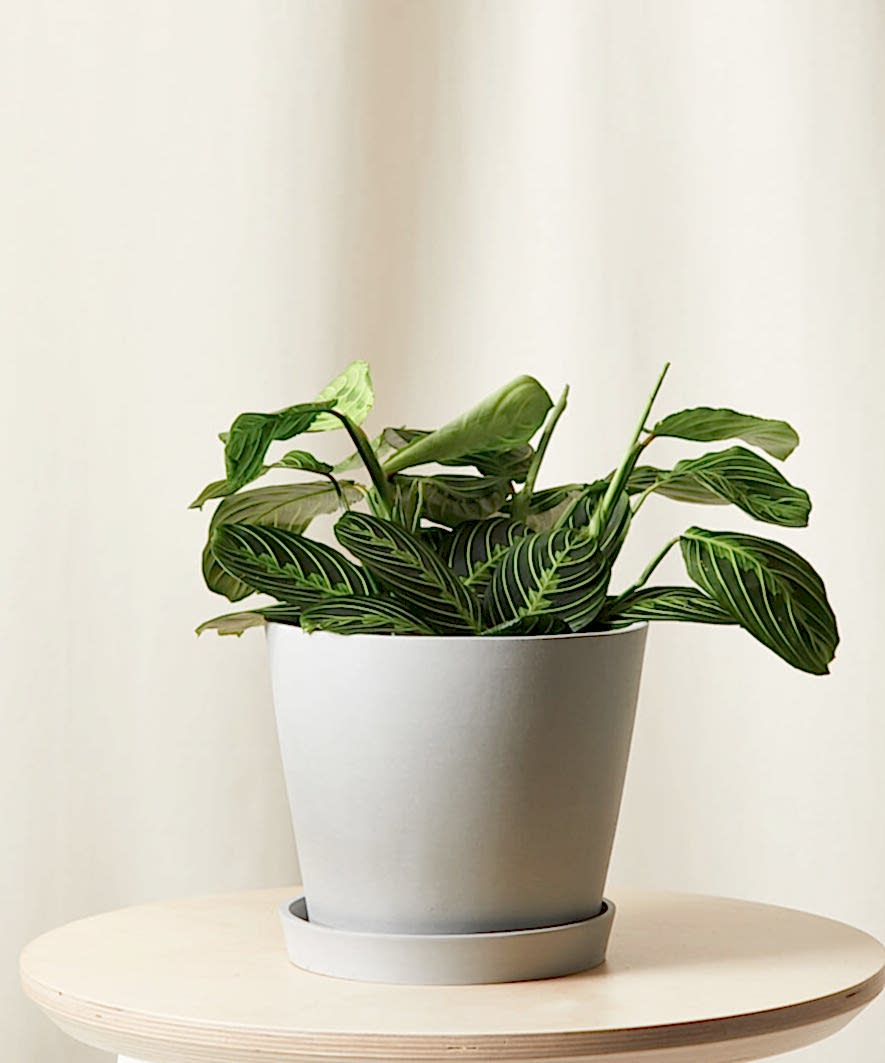 Neon Prayer Plant