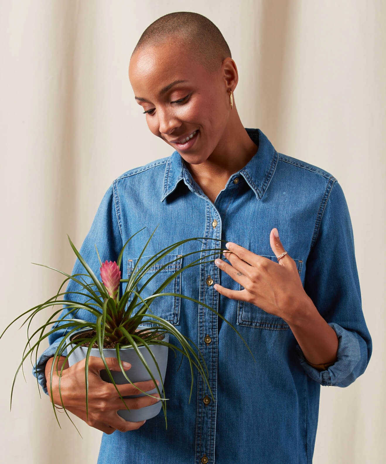 Buy Bloomscape Potted Tillandsia Summer