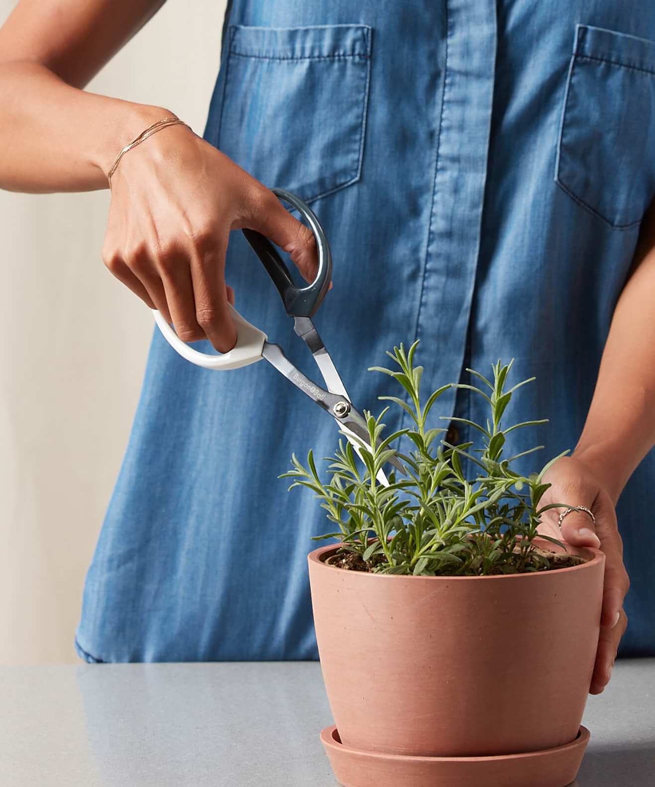 related plant issue