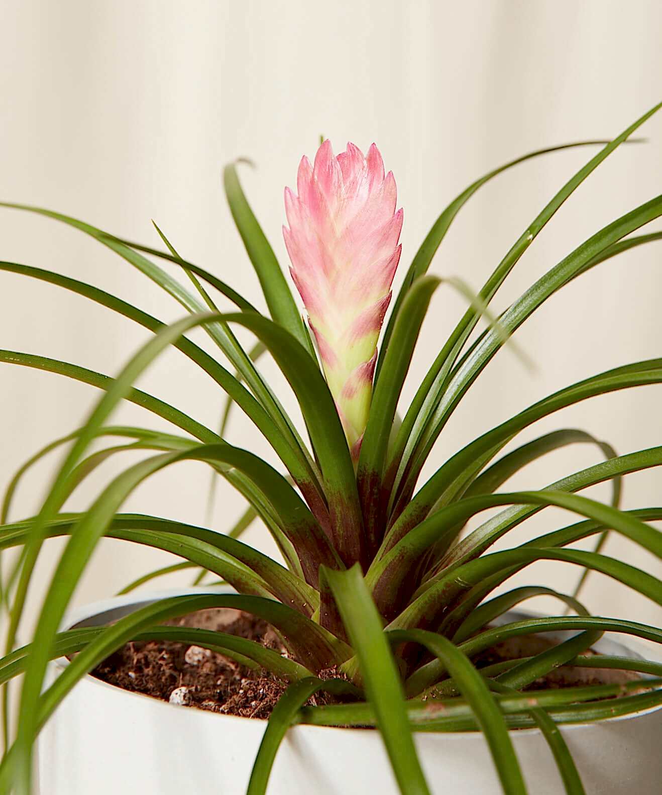 Buy Bloomscape Potted Tillandsia Summer