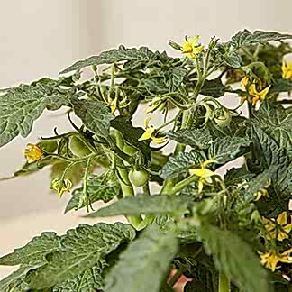Vegetable Plant