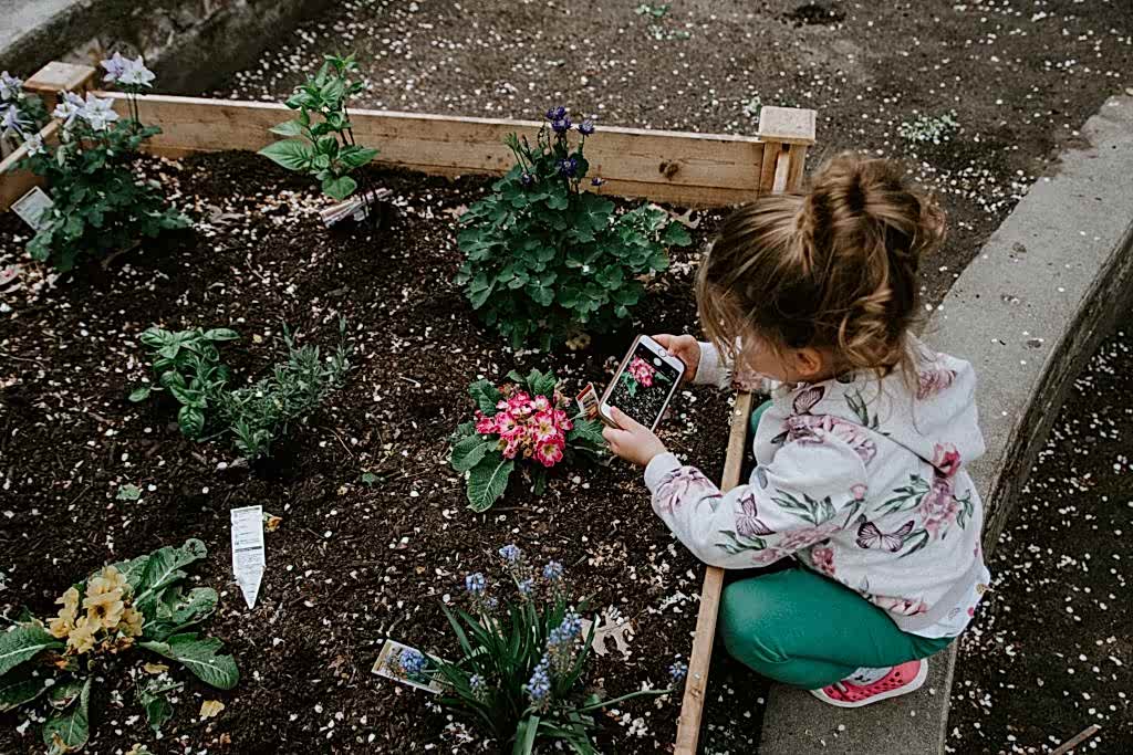 A child takes a cell phone photo of a pink flower they have planted in a garden bed.