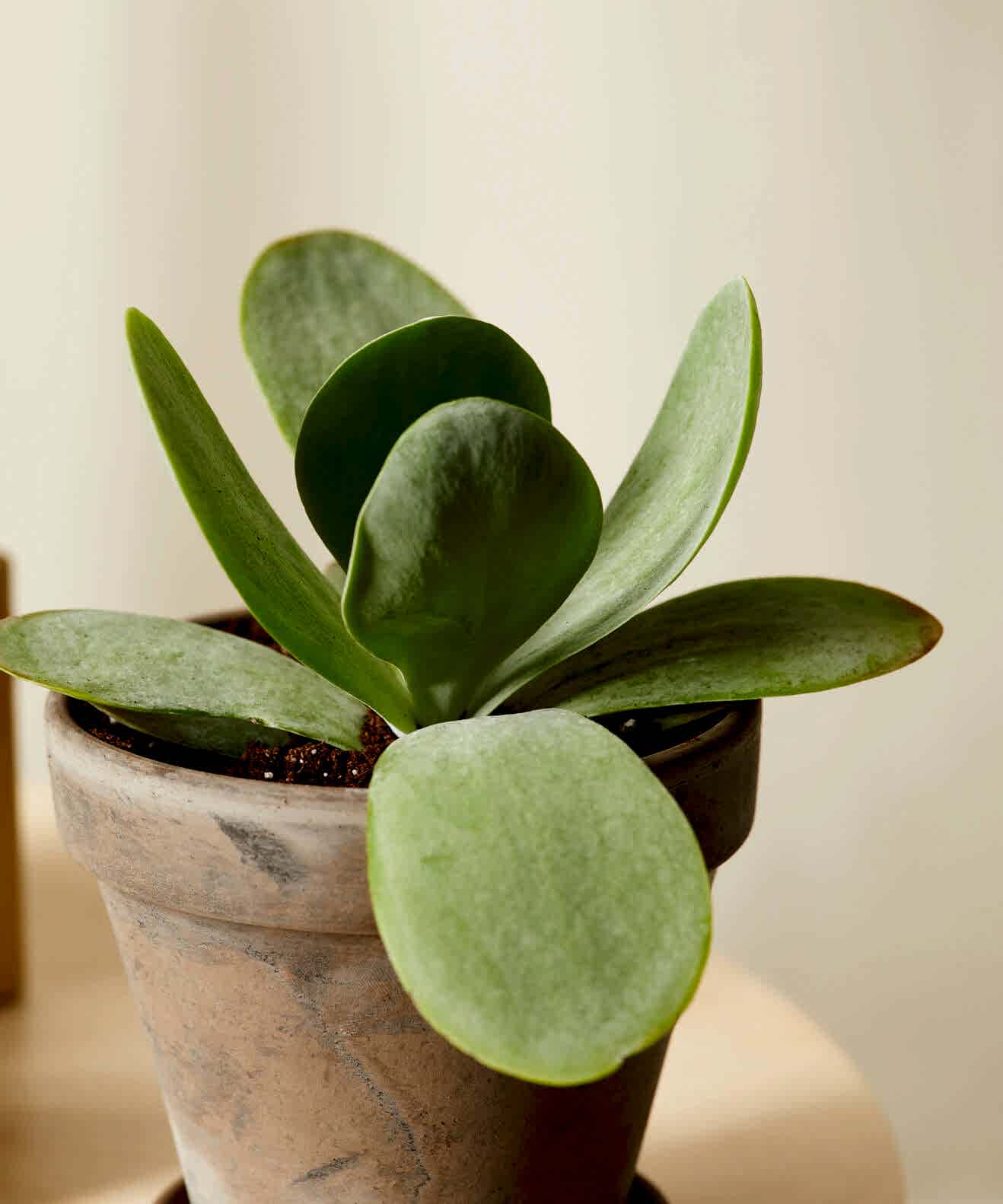 Succulent