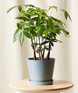 Buy Bloomscape Potted Money Tree Forest