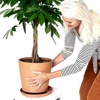 Money Tree: Bloomscape