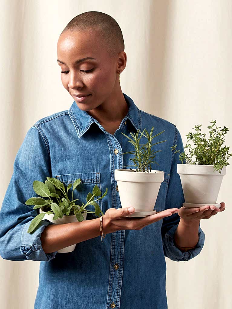 Buy Bloomscape Potted Aromatic Collection