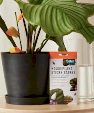 Buy Bloomscape Sticky Stakes