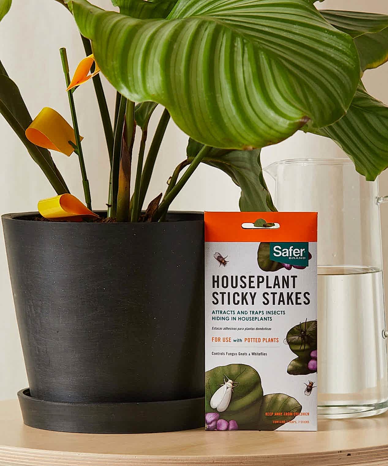 Buy Bloomscape Sticky Stakes