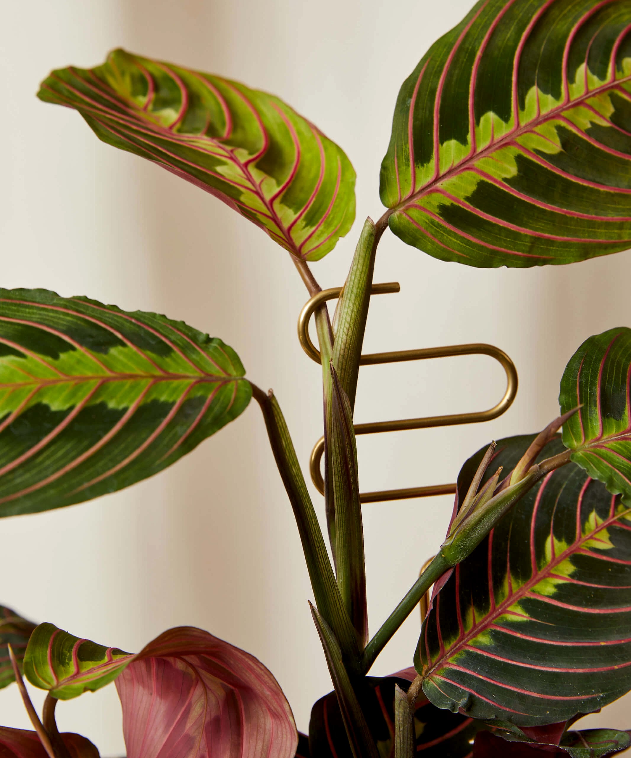 Buy Bloomscape Plant Sticks