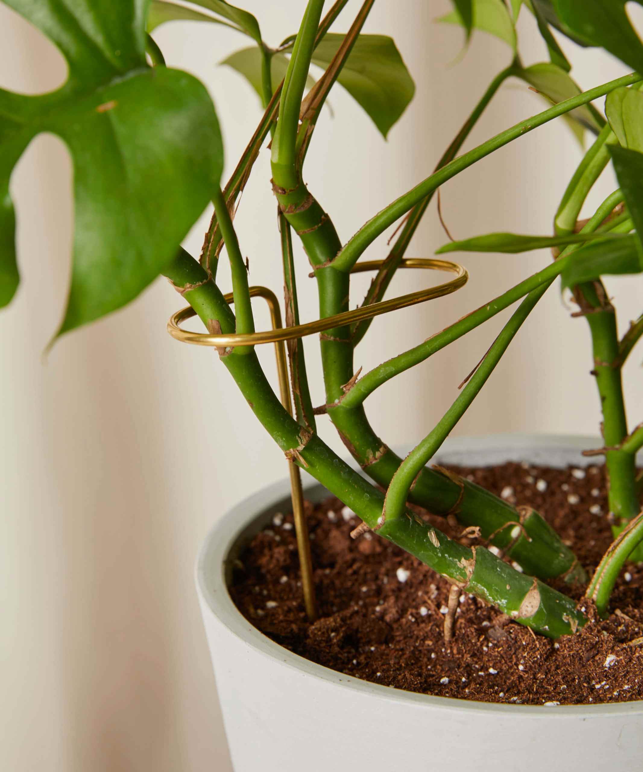 Buy Bloomscape Plant Sticks