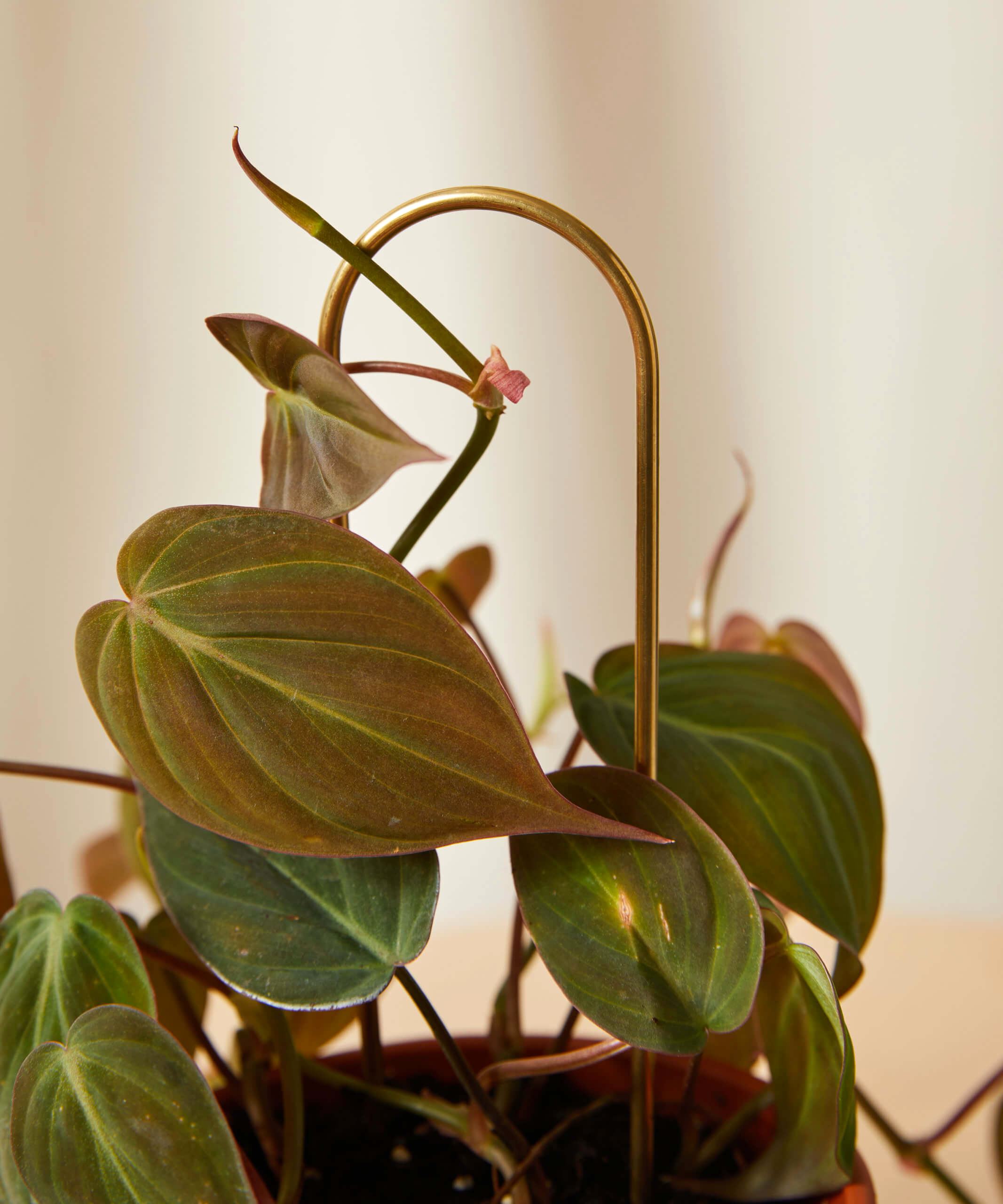 Buy Bloomscape Plant Sticks