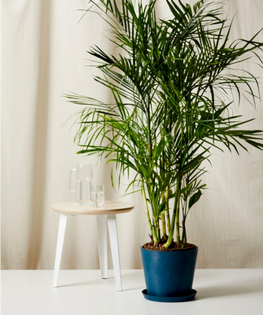 Bloomscape Extra-Large Bamboo Palm potted in Indigo EcoPot