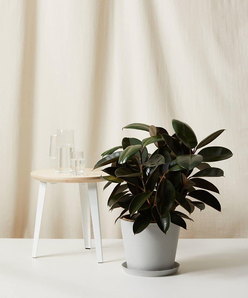 Bloomscape Large Burgundy Rubber Tree potted in Stone Ecopot.