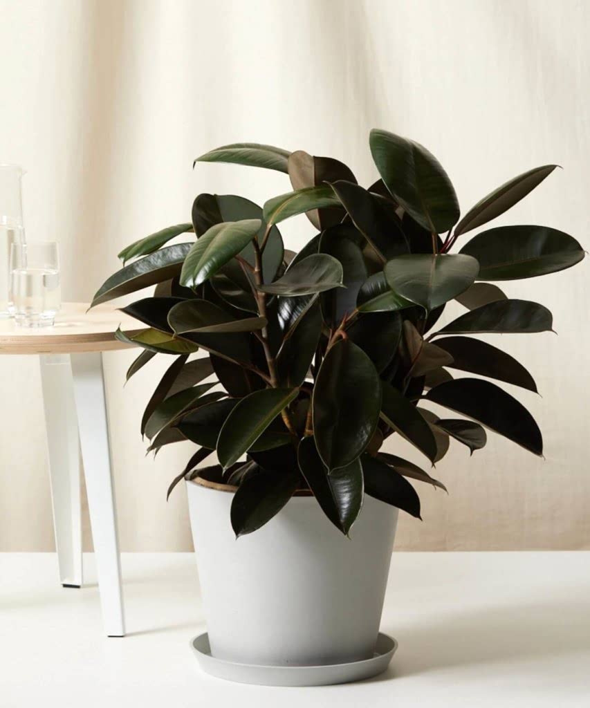 Bloomscape Large Burgundy Rubber Tree potted in Stone Ecopot.