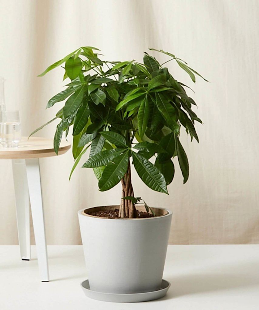 Bloomscape Large Money Tree potted in Stone Ecopot.